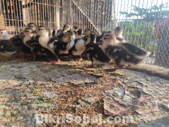 চিনা হাস এর বাচ্চা